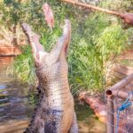 Broome: Matso's Brewery, Museum & Crocodile Park Combo Tour - What Makes This Tour Stand Out?