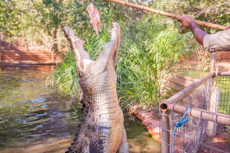 Broome: Matso's Brewery, Museum & Crocodile Park Combo Tour - What Makes This Tour Stand Out?