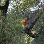 Brunei Mangrove River Safari - Practical Considerations