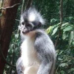 Bukit Lawang: 4-Day Wild Orangutan and Art Trek - Authentic Experiences That Resonate