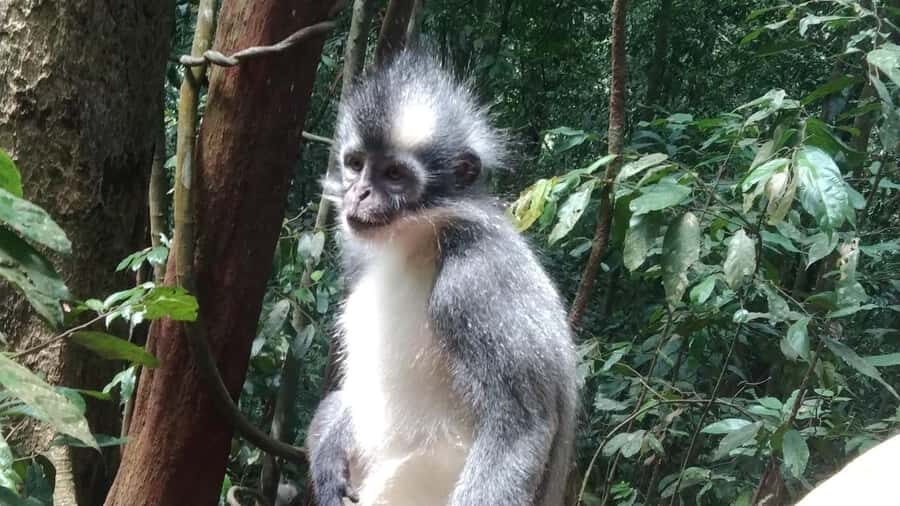 Bukit Lawang: 4-Day Wild Orangutan and Art Trek - Authentic Experiences That Resonate