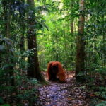 Bukit Lawang Berastagi 4 Days 3 Nights Volcano & Jungle Trekking - Introduction: Why This Tour Is Worth Considering
