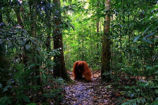 Bukit Lawang Berastagi 4 Days 3 Nights Volcano & Jungle Trekking - Introduction: Why This Tour Is Worth Considering