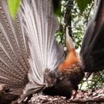 Bukit Lawang Jungle Trek Sumatran Safari - Day-by-Day Breakdown: What to Expect