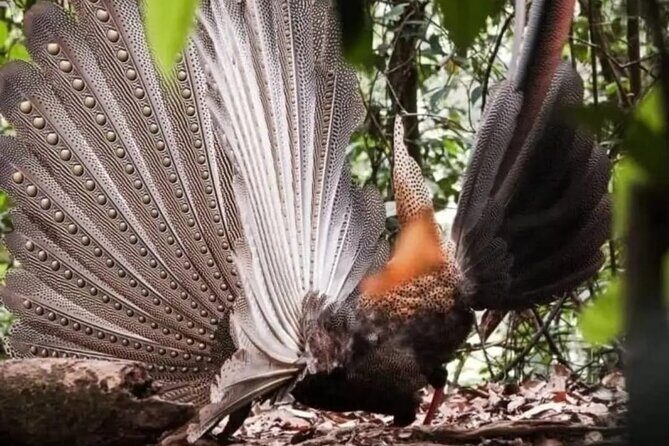 Bukit Lawang Jungle Trek Sumatran Safari - Day-by-Day Breakdown: What to Expect