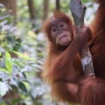 Bukit Lawang: Orangutan Jungle Trekking Tour & Homestay SAMA - Practical Details & Tips