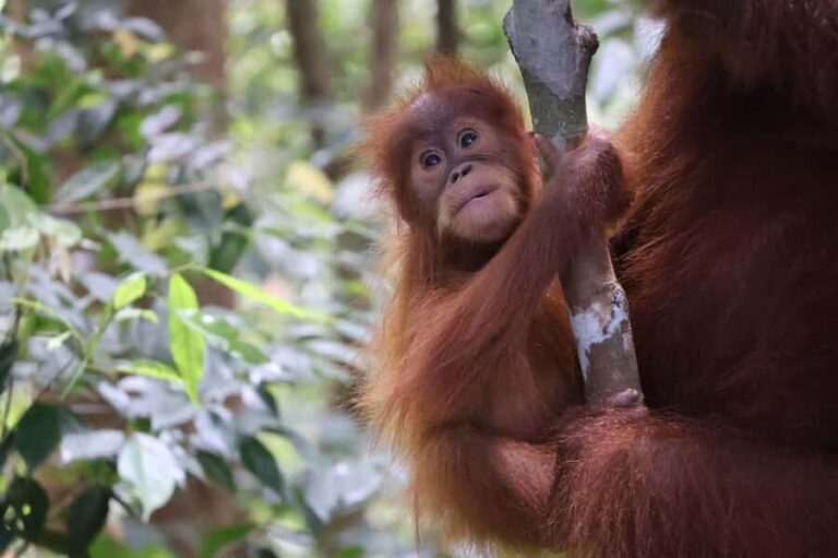 Bukit Lawang: Orangutan Jungle Trekking Tour & Homestay SAMA - Practical Details & Tips