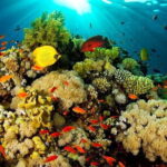 Bunaken Island three-point snorkeling includes lunch and shuttle - Why This Tour Offers Great Value