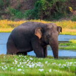 Bundala National Park Safari from Hikkaduwa - Why This Tour Offers Great Value