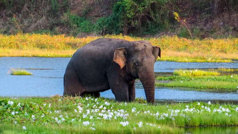 Bundala National Park Safari from Hikkaduwa - Why This Tour Offers Great Value