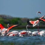 Bundala National Park Safari (PRIVATE TOURS) - Who Will Love This Safari?