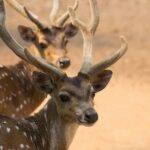 Bundi: Ramgarh Vishdhari Tiger Reserve Jeep Safari Ticket - Why This Safari Stands Out