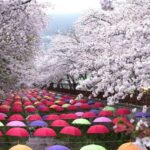 Busan: Jinhae Cherry Blossom Day & Night or 1 Day Tour - The Itinerary Breakdown