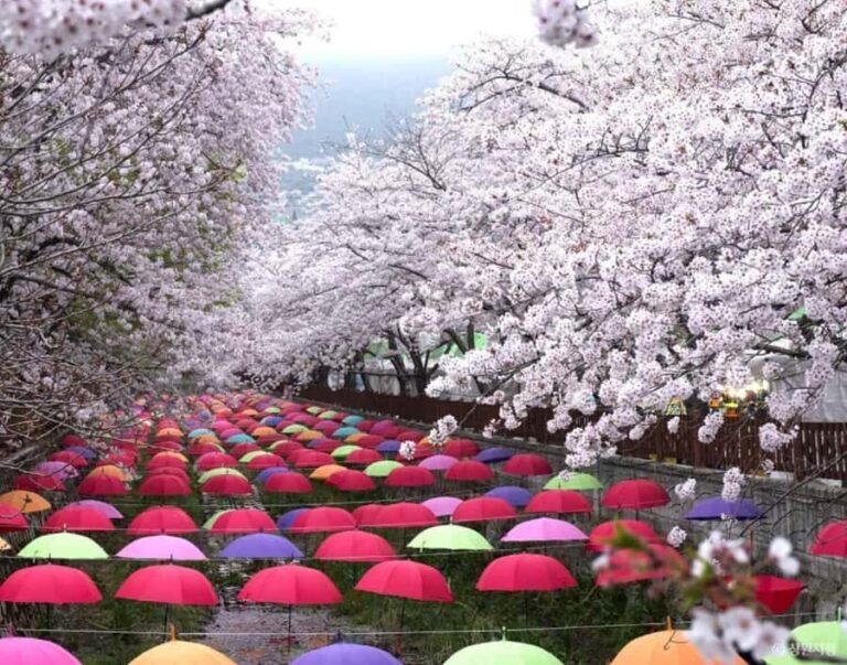 Busan: Jinhae Cherry Blossom Day & Night or 1 Day Tour - The Itinerary Breakdown