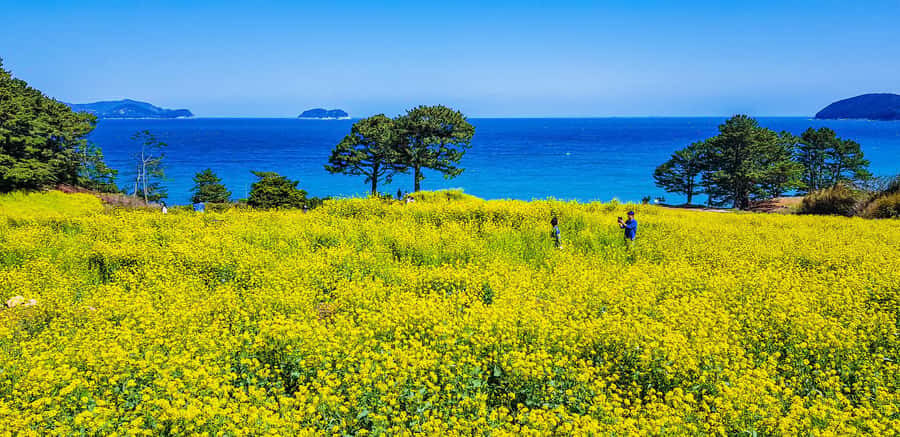 Busan: Sky Capsule or Gyeongju Cherry Blossom Spring Tour - The Sky Capsule Experience