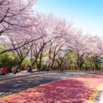 Busan: Spring Cherry Blossom & Gyeongju Highlights Day Tour - Who Will Love This Tour?