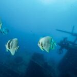 Busselton / Dunsborough : HMAS Swan Wreck Scuba Dive - Detailed Breakdown of the Itinerary