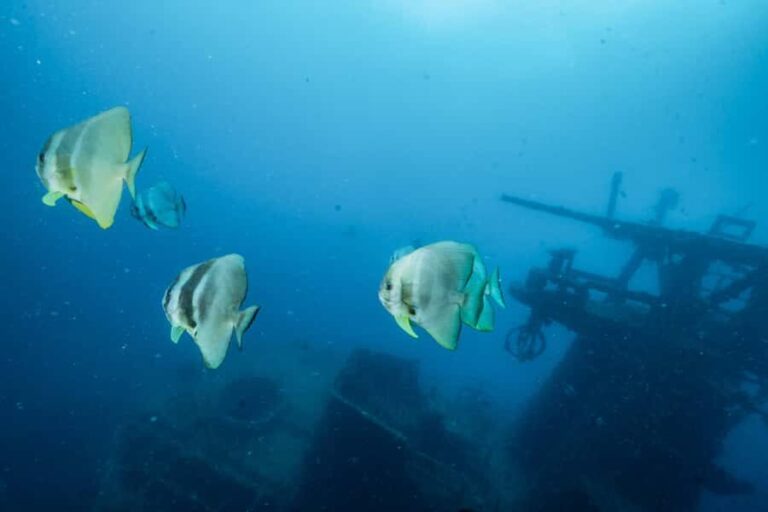 Busselton / Dunsborough : HMAS Swan Wreck Scuba Dive - Detailed Breakdown of the Itinerary