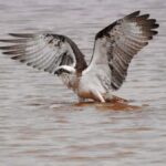 Byron Bay: Kayak and Hike Eco-Tour with Waterfall Swim - What To Expect from the Byron Bay Eco-Tour