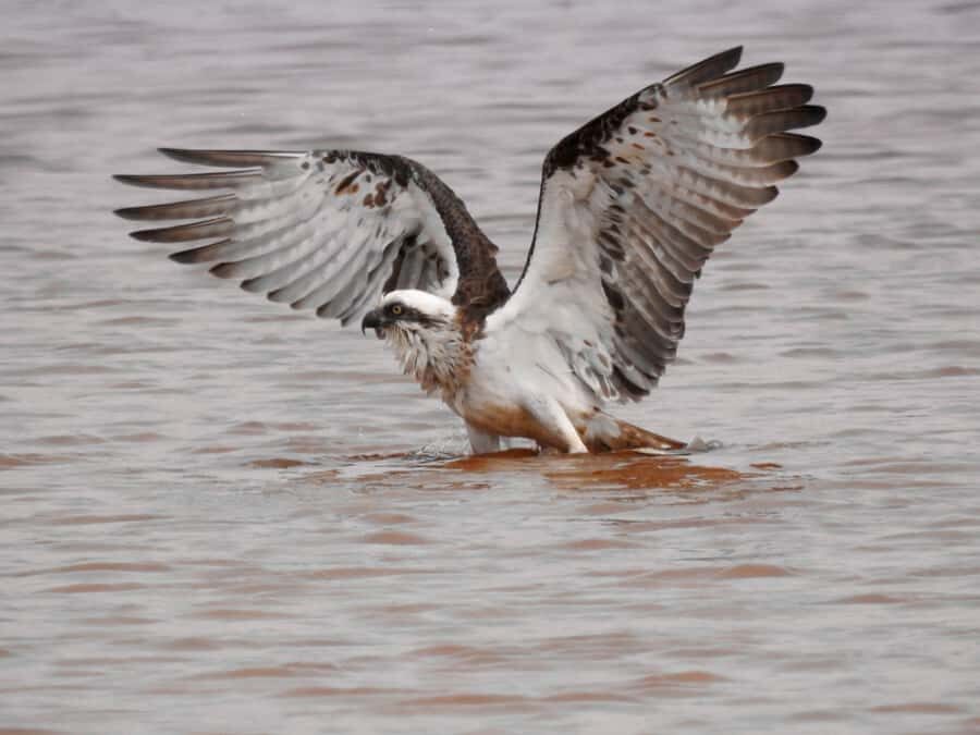 Byron Bay: Kayak and Hike Eco-Tour with Waterfall Swim - What To Expect from the Byron Bay Eco-Tour