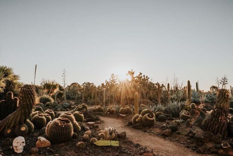 Cactus Country: Entry Ticket - Why It’s Worth Visiting