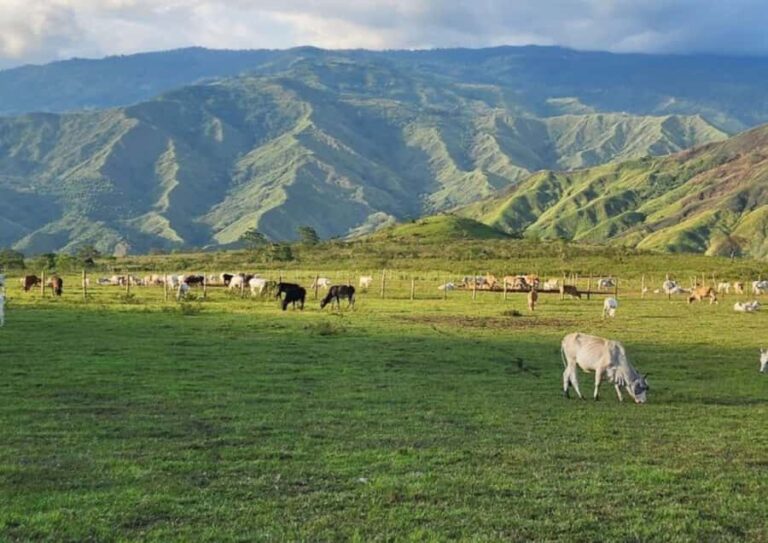 Cagayan de Oro: Sunrise Mountain Trek (BUKIDNON) - Transport, Timing, and Group Dynamics  