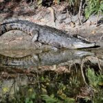 Cairns Shore Excursion: Crocodile & Wildlife Park Tour - Who Will Love This Tour?