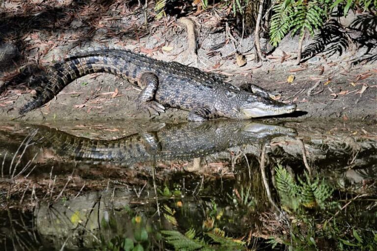 Cairns Shore Excursion: Crocodile & Wildlife Park Tour - Who Will Love This Tour?