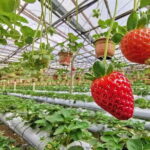 Cameron Highland Day-Trip from Kuala Lumpur - Frequently Asked Questions