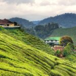 Cameron Highlands & Batu Caves Full-Day Tour - Authentic Experiences from Reviews