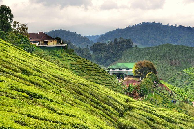 Cameron Highlands & Batu Caves Full-Day Tour - Authentic Experiences from Reviews