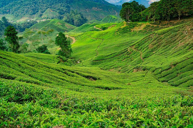 Cameron Highlands One Day Trip from Kuala Lumpur Privately Organised - The Sum Up: Who Will Love This Tour?
