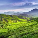 Cameron Highlands Private Day Tour from Kuala Lumpur - Analyzing the Value and Experience