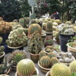 Cameron Highlands Private Day Trip - FAQ