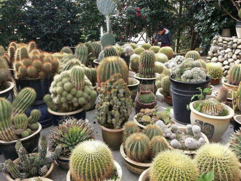 Cameron Highlands Private Day Trip - FAQ