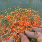 Can Tho: Con Son Islet Tour & Local Cake Making - Exploring the Con Son Islet Tour in Detail