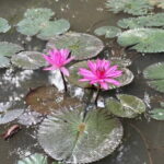 Can Tho Countryside Bike Tour with Fruit Garden Visit - Authentic Experiences Highlighted by Travelers