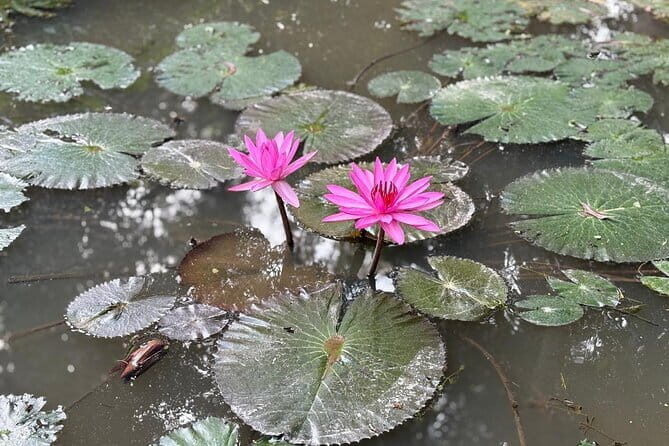 Can Tho Countryside Bike Tour with Fruit Garden Visit - Authentic Experiences Highlighted by Travelers