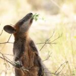 Canberra: Nature Tour with Lunch - What to Expect on the Ground