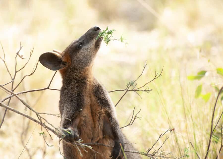 Canberra: Nature Tour with Lunch - What to Expect on the Ground