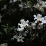 Cangshan Mountain: Mindful Hiking and Organic Homemade Food - An In-Depth Look at the Cangshan Mountain Experience