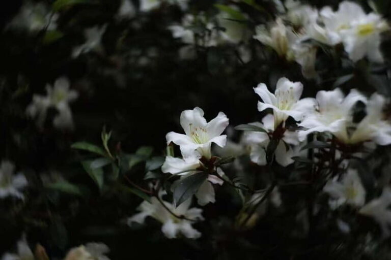 Cangshan Mountain: Mindful Hiking and Organic Homemade Food - An In-Depth Look at the Cangshan Mountain Experience