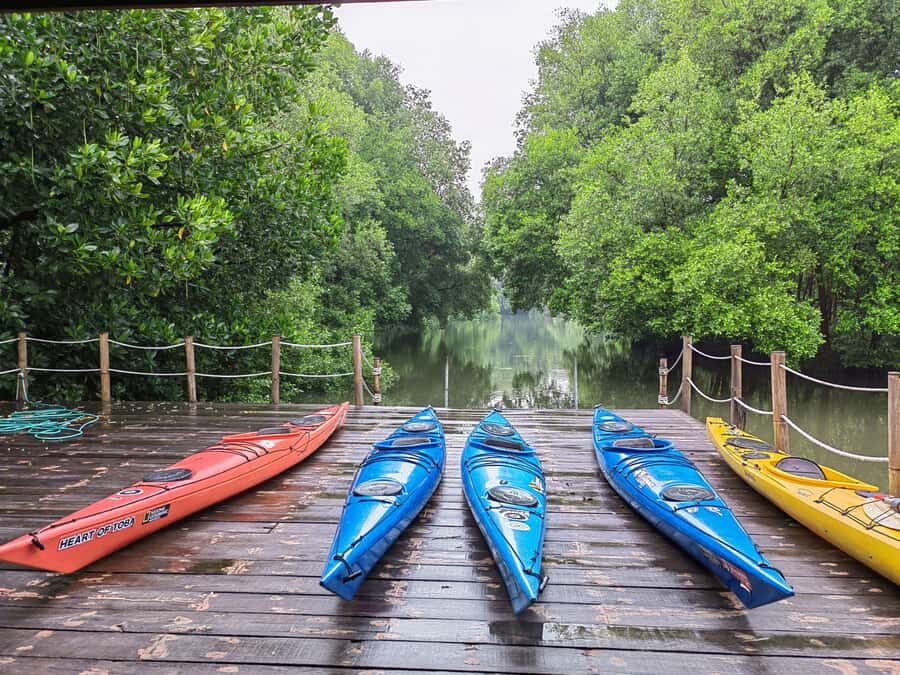 Canoeing Mangrove Experience in Jakarta - The Itinerary: What to Expect