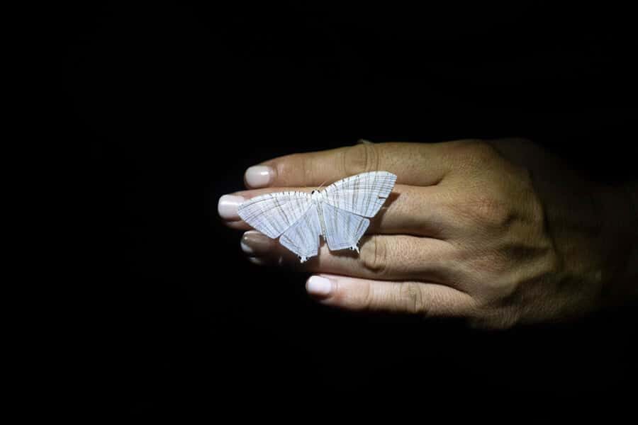 Cape Tribulation: Daintree Rainforest Night Walk Tour - Why This Tour Is Worth Considering