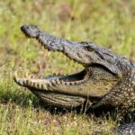 Capturing Wilpattu: A Wildlife Photography Expedition - Who Would Love This Tour?