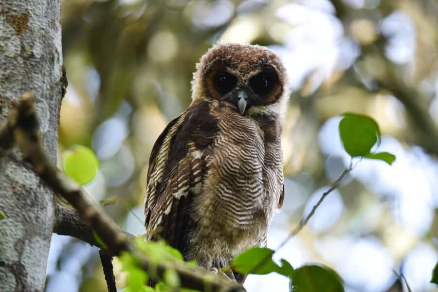 Capturing Wilpattu: A Wildlife Photography Expedition - Who Should Consider This Tour?