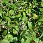 Cat Ba National Park Cycling Retreat Reconnect with Nature - Practical Details to Keep in Mind