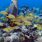 Catalina Island Snorkel Excursion from Punta Cana - Exploring the Catalina Island Snorkel Excursion