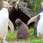 Catlins Cruiser Private Tour from Dunedin Cruise Port - Who Will Love This Tour?