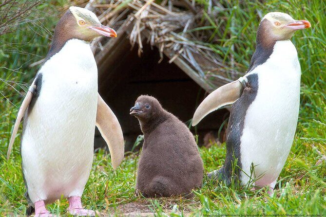 Catlins Cruiser Private Tour from Dunedin Cruise Port - Who Will Love This Tour?